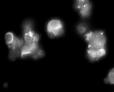 Cells expressing PH-GFP carrying out phagocytosis of yeast particles